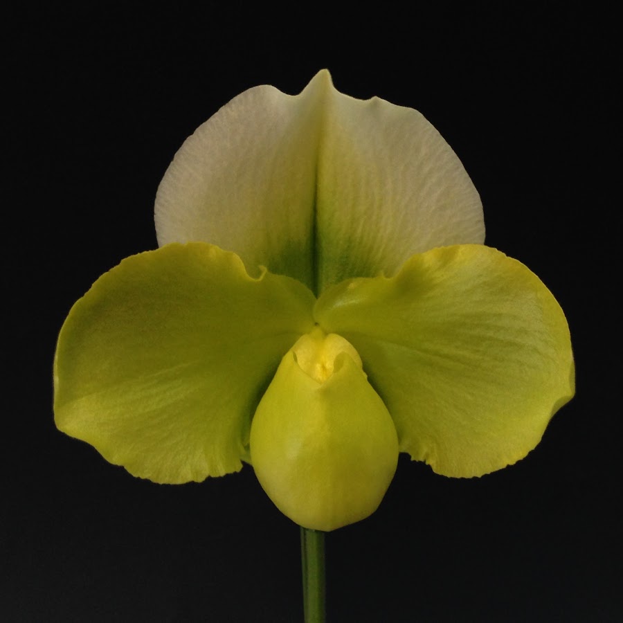 東京オーキット ナーセリーtokyo Orchids Youtube