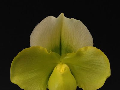 【ベストコレクション】 東京オーキット・ナーセリー 108767-東京オーキットナーセリー