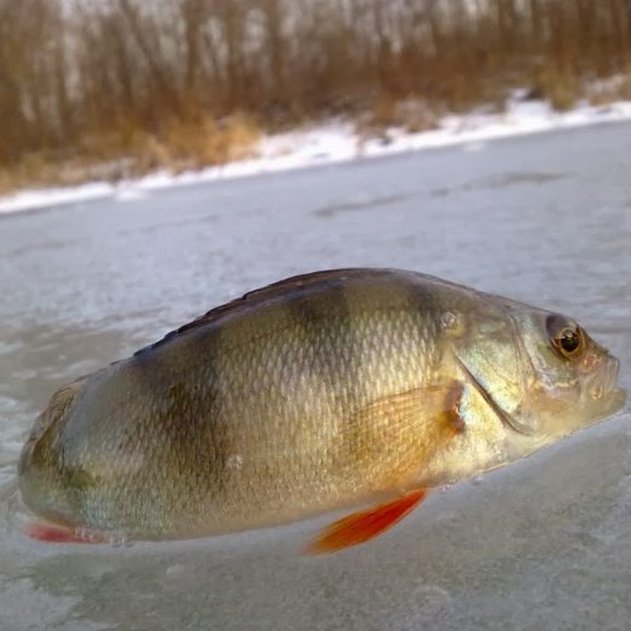 Спортивный окунь