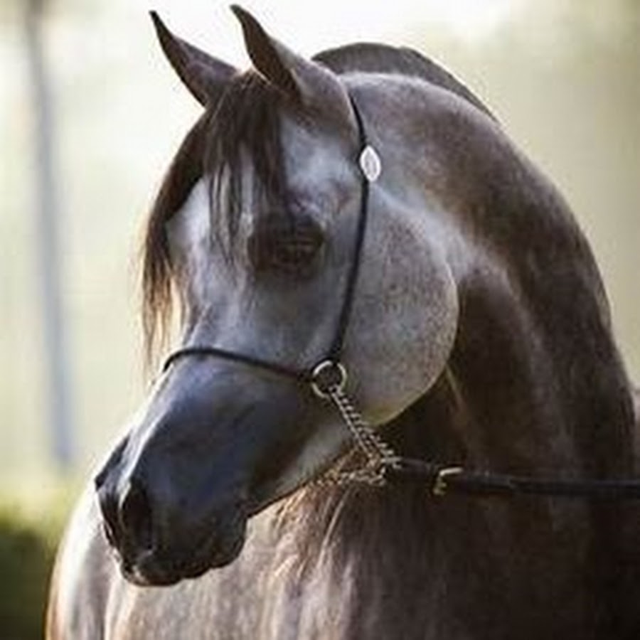 Tete de cheval перевод. Арабская лошадь с голубыми глазами. Лусиано лошадь. Супер конь в жизни. Шёлковое каре cheval Surprise Remix купить.