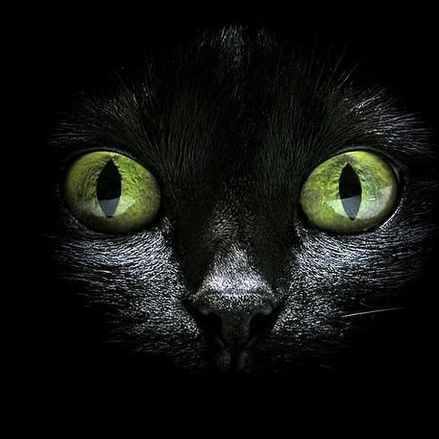 кошачий глаз зеленый. весенние обои 2 котенка. два зеленых кота. кошка на природе. кошка с зелеными глазами.