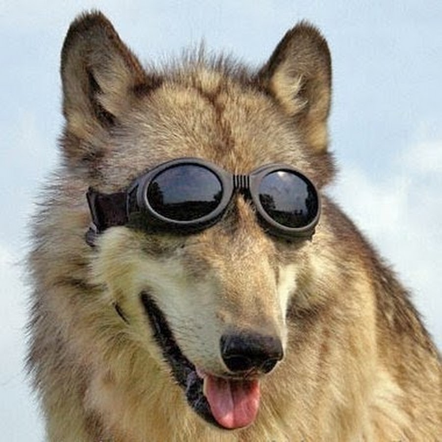 Ауф смешные картинки