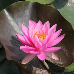 Thumbnail of related channel