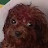 Nugget