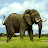 YouTube profile photo of Elephant Grass