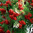 Smart Acer