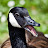 Canadian Goose