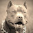 Pitbull Staff