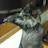 TheOhhbear Avatar
