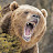 Mici A Grizzly