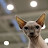 KitCAT KitCAT Avatar