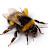The Sting