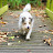 Steve Wilson Avatar