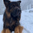 K9 tattoo