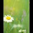 Lawnflower