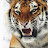 Серега Тигр