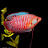 RM Fish Aquatics Avatar