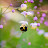 Bumble Bee Hikes