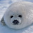 Snuggle Seal