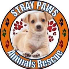 STRAY PAWS Channel icon