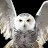 owl3764
