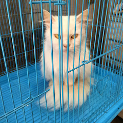 Thumbnail of related channel