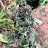 Doctor420 Hawaii