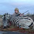 zebra hunter