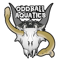 Oddball aquatics net worth