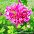 Pinky Photographer Avatar