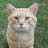 Mr. Kitty