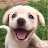 Lovely Paws Avatar