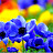 Vllencia 2663 Avatar