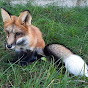 ЛисЯша The Fox