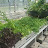 Liquid Gardens Avatar