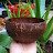 Avatar of Thành coconut bowl