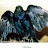 Rookwings Kirk Avatar