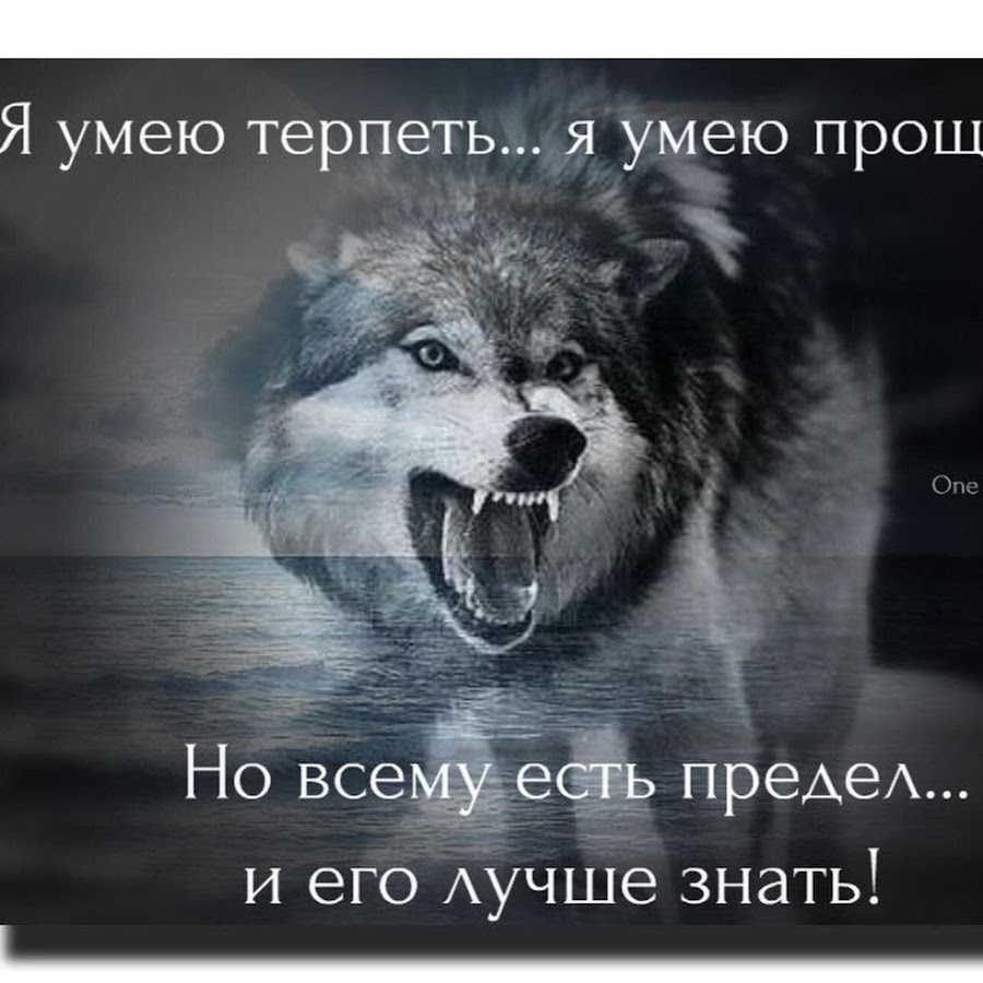 фото волка со смыслом жизни