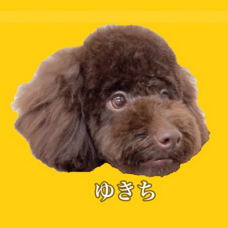 犬見知りトイプードルブラウンゆきち Youtube