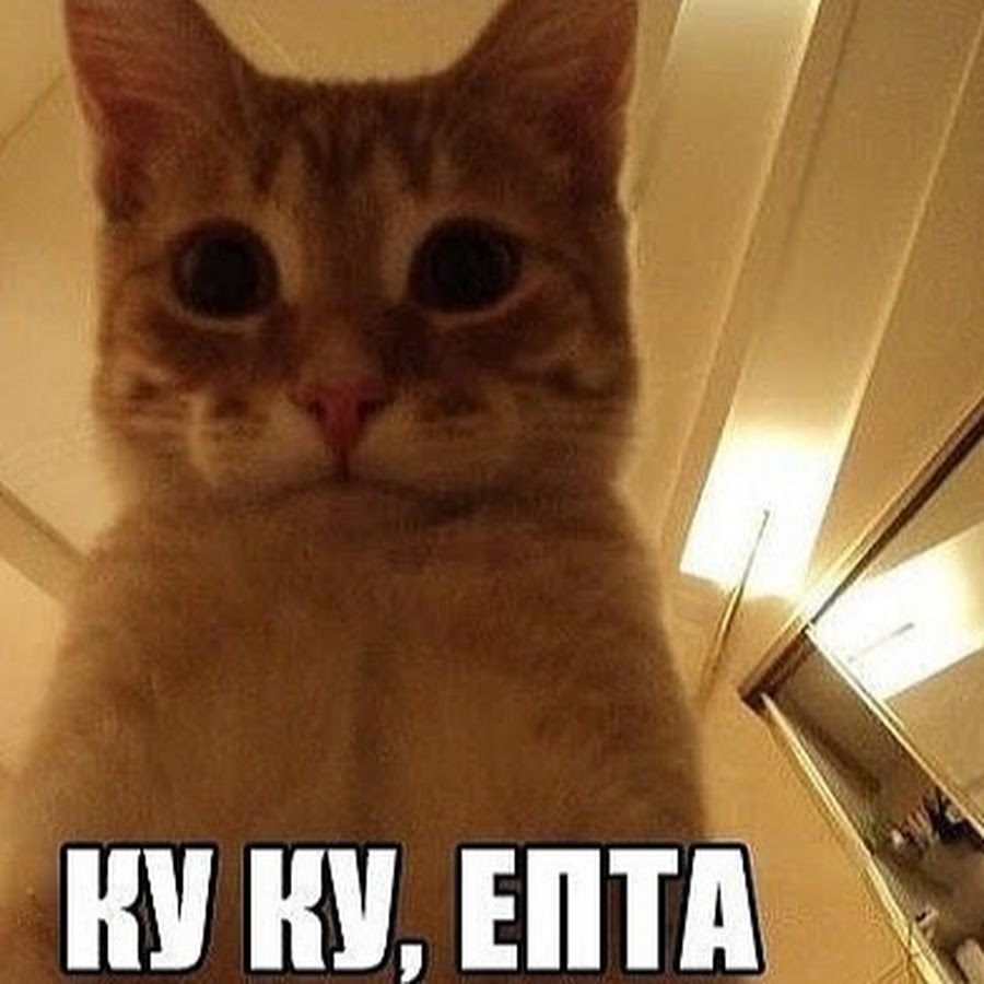 Еу ку. Кот мем. Куку я тут. Шкаф для кошек. Ку-ку картинки.