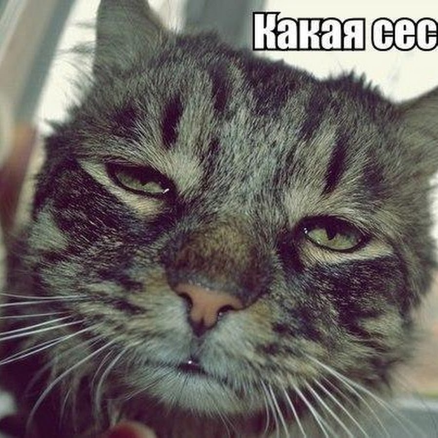 Невыспавшийся котик