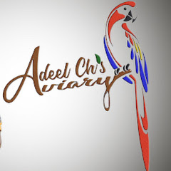 Adeel Ch Aviary Avatar