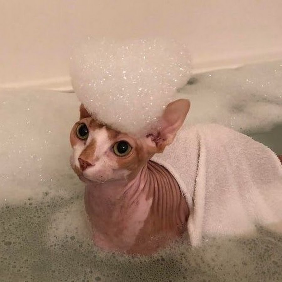 Смешные фотографии котов сфинксов