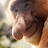 Proboscis monkey :-/
