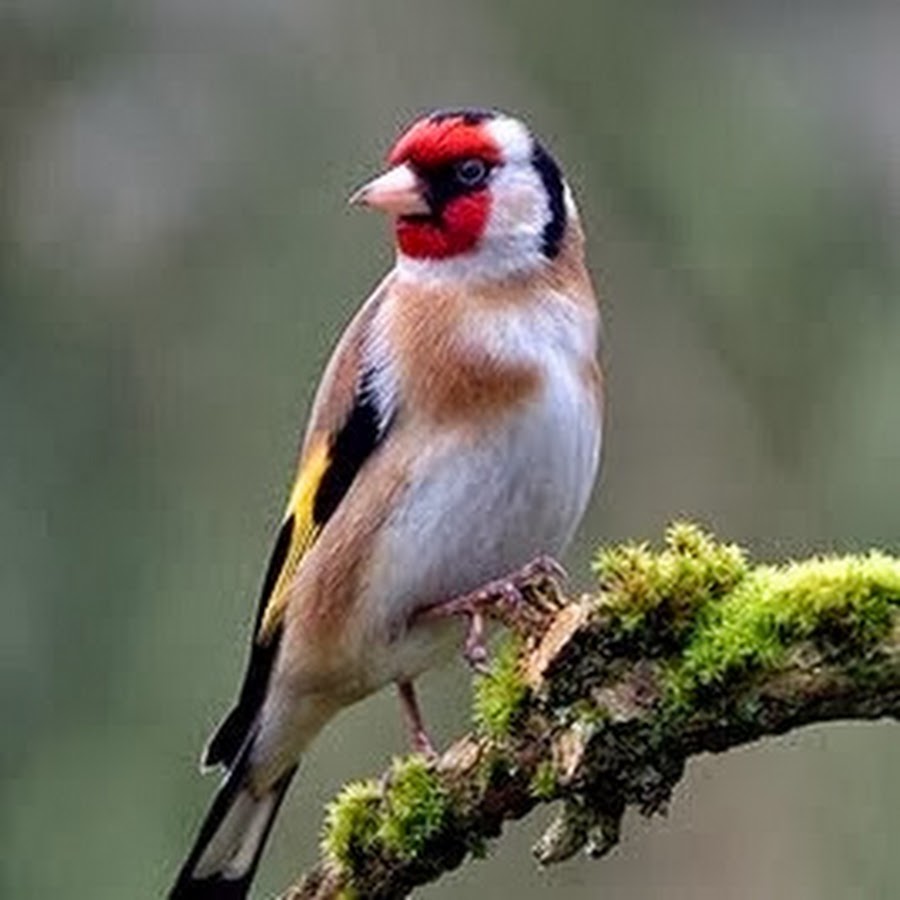 Черноголовый щегол. Щегол обыкновенный (черноголовый). Щегол написал. Толстоклювый щегол. Щегол написал.