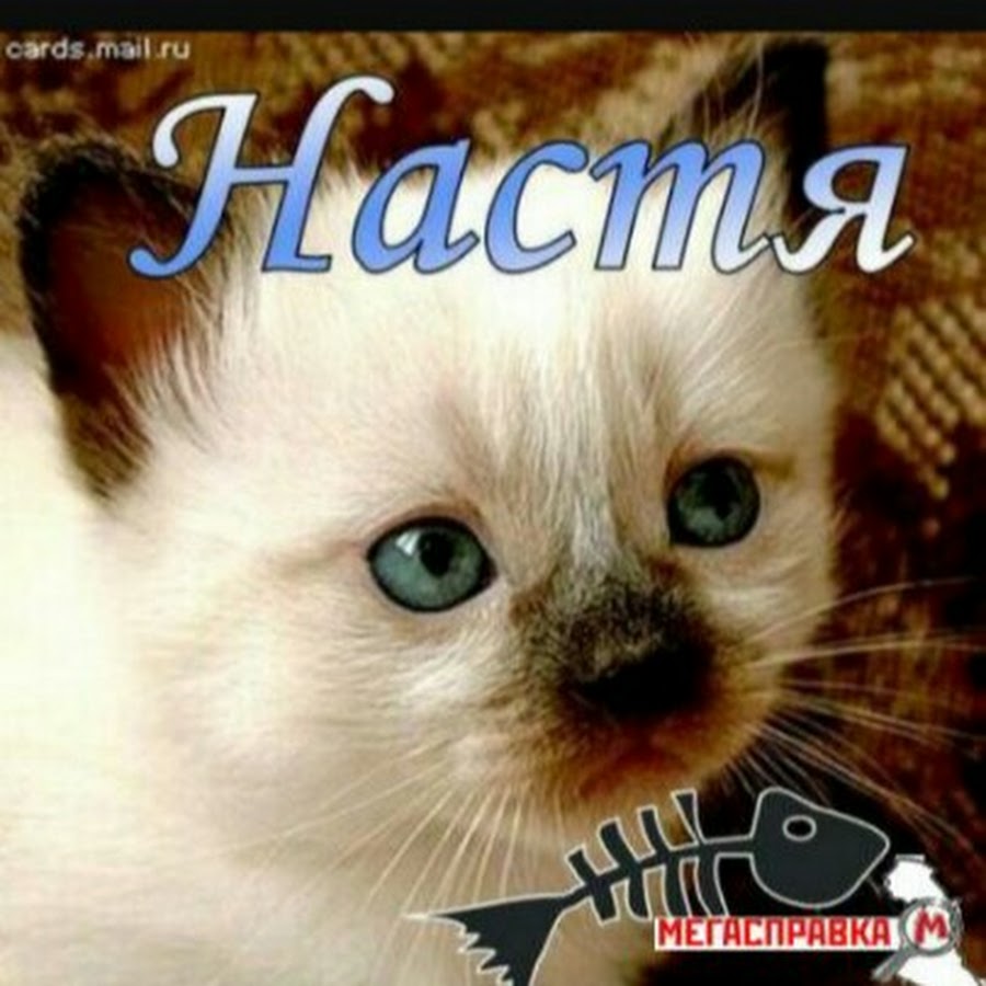 животное настя