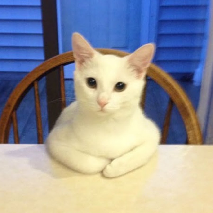 Chat Drole Youtube