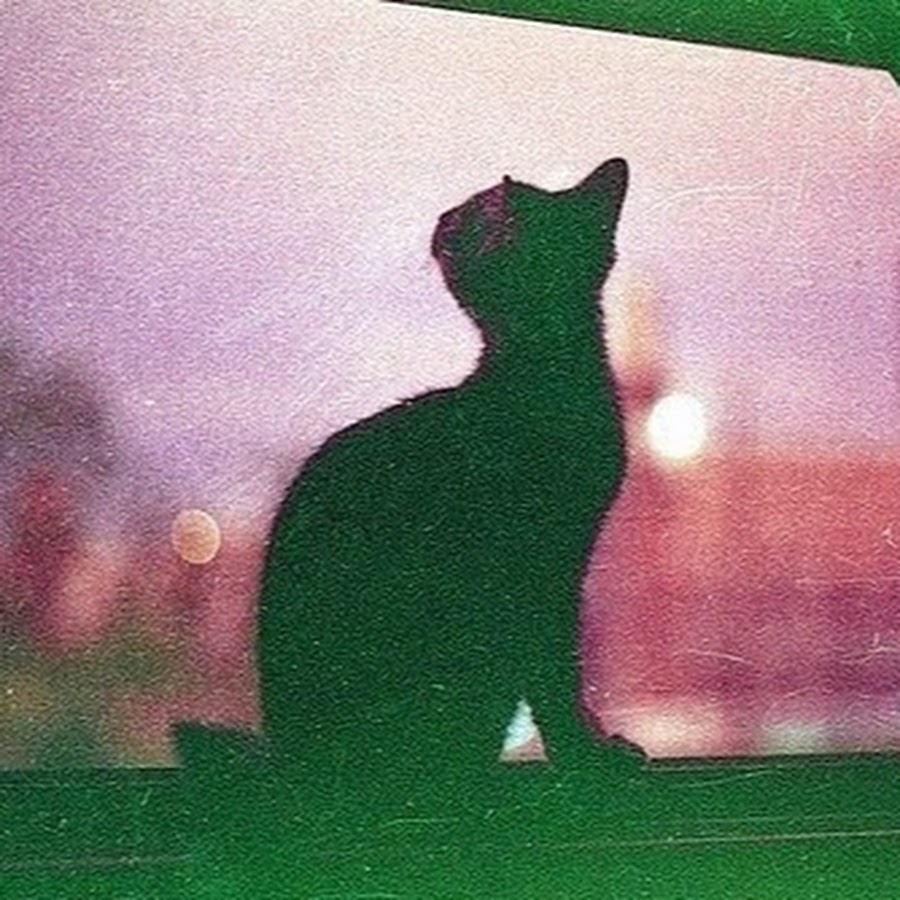 Кот сидит спиной