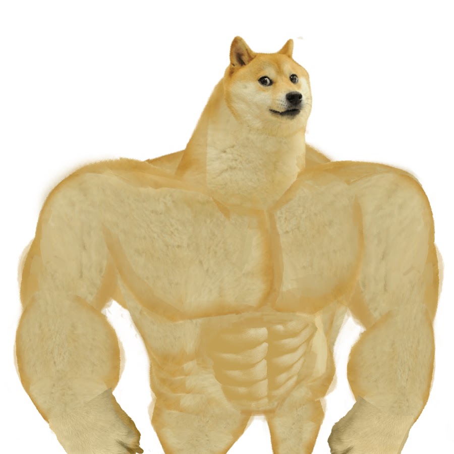 Шиба ину качок