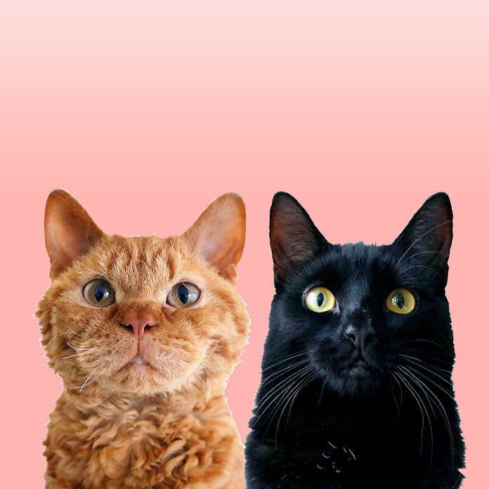 RINA TAKEI Net Worth & Earnings (2026)